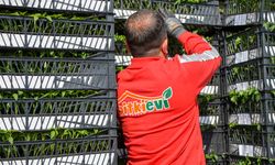 Ankaralı Çiftçi Yüzde 50 Hibeli Domates ve Biber Fidesine Kavuştu