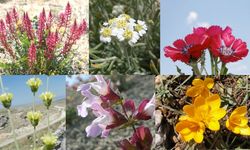 Ankara’ya Özgü 11 Özel Çiçek Türü