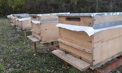 Beypazarı'nda Arıcılara Müjde! Yüzde 50 Hibeli Kovan Desteği Başladı