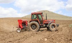 Yozgat'ta Nohut Rekoltesi 60 Bin Tonu Aşarak Rekor Kıracak