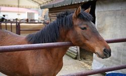 Ankara’nın En Büyük Evcil Hayvan Parkı Mamak’ta Açılıyor