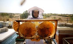 Türk Balını En Çok ABD'liler Sevdi