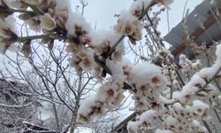 Beypazarı'nda Kar Yağışı Çiçek Açan Meyveleri Vurdu