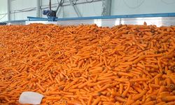 Beypazarı’nda Havuç Üretiminde Hedef 126 Bin Ton