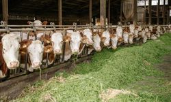 Çankaya 2026 Kurban Satış Yeri ve Çadır Bedeli Netleşti