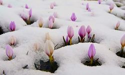 Çiğdemler Baharın Gelişini İlk Çiçeklerle Müjdeledi