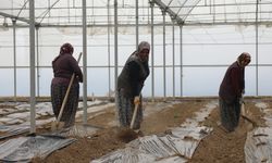 Çubuk Domatesinde Yeni Sezon Heyecanı Seralarda Başladı