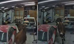 Elmadağ’da Ahırdan Kaçan Büyükbaşlar Oto Tamirhaneye Girdi