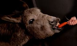 Polatlı’da Yaralı Bulunan Eşek "Garip" Tedaviyle Hayata Tutundu