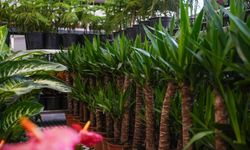 Etimesgut'un 'Çiçek Hastanesi'nde Bahar Güncellemesi