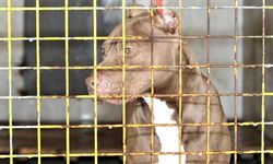 Etimesgut’ta 2 Çocuğun Yaralandığı Pitbull Davasında Yargılama Başladı