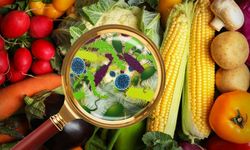 GDO Nedir, Ne İşe Yarar? Gerçekten Sandığımız Kadar Kötü mü?