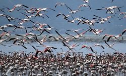 Kuşlar, Göç Zamanının Geldiğini Nasıl Anlıyor?