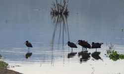 Koyunbaba Göleti'nde Baharın Gelişiyle Kuş Hareketliliği Arttı