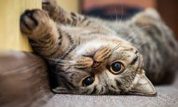 Kediler Neden Mırlar?