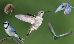 Kuşlar Nasıl Uçar? Her Kuş Neden Uçamaz?
