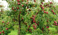 Meyve ve Asma Fidanı Üretiminde Yeni Dönem Başladı