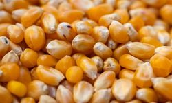 Mısır İthalatında Yüzde 5 Vergi Dönemi Başladı