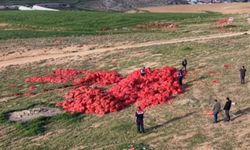 Polatlı’da Boş Araziye Dökülen Soğanlar için Ticaret Bakanlığı Harekete Geçti