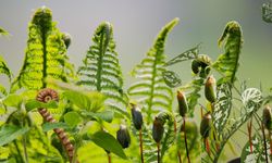 Son Yıllarda Nesli Tükenen Bitki Türleri Açıklandı
