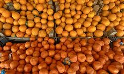 Turunçgil İhracatı İlk Çeyrekte Yüzde 61 Arttı