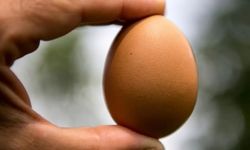 Yumurtayı Uçlarından Bastırarak Kırmak Neden Bu Kadar Zor?