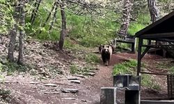 Ayı Ailesi Kızılcahamam Soğuksu Milli Parkı'nda Görüldü
