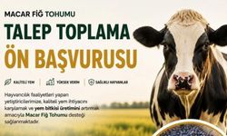 Beypazarı’nda Yüzde 50 Hibeli Macar Fiğ Tohumu Desteği Başlıyor