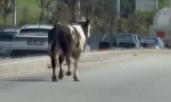 Sahibinin Elinden Kaçan Dana, Gölbaşı’nda Trafiği Birbirine Kattı