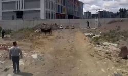 Keçiören’de Kurbanlık Boğa Paniği: Yakalama Timleri Müdahale Etti