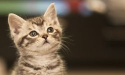 Bir Kediyle Yaşamak İnsanı Neden Daha Mutlu Ediyor?