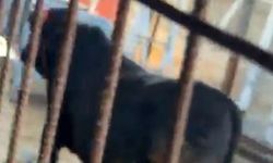 Kızılcahamam'daki Kesim Alanından Kaçan Dana Peşinden Koşturdu