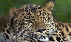 Amur Leoparı Nedir? Dünyanın En Nadir Büyük Kedisi