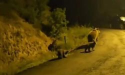 Kızılcahamam'da Ormanla İç İçe Yaşayan Vatandaş Ayı Yavrularını Görüntüledi