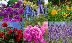Haziran Ayında Hangi Çiçekler Açıyor?
