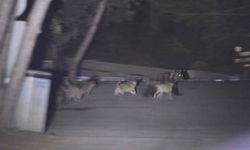 Soğuksu Milli Parkı'nda Başıboş Köpekler Ayılara Saldırıyor