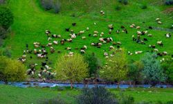 Yağışlar Küçükbaş Hayvancılığa Nefes Oldu