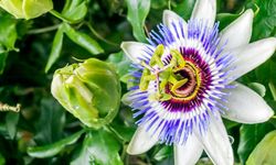 Passiflora Nedir? Çarkıfelek Çiçeğinin İlginç Hikayesi