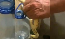 Polatlı'da Yılanlar Yerleşim Yerlerine İndi
