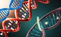 DNA Kaç Farklı Forma Sahiptir? A-DNA, B-DNA ve Z-DNA Nedir?