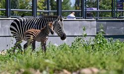 Ankara'daki Doğal Yaşam Parkı'nda Yavru Zebra Heyecanı
