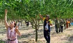ATA Çiftliği'nde Ankaralılar Dalından Meyve Topladı