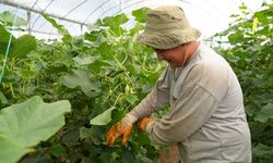Çubuk Salatalığında Hasat Sezonu Bereketle Açıldı