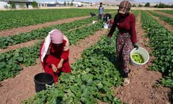 Çubuk'ta Sezonun İlk Salatalık Hasadı Yapıldı