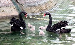 Kuğulu Park’ta 4 Yeni Yavru Başkentin İlgi Odağı Oldu