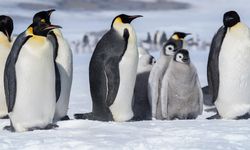 Penguenlerin İlk Yaşam Alanı Neresi? Araştırma Şaşırttı