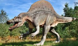 Spinosaurusların Yaşamına Işık Tutan Yeni Keşif