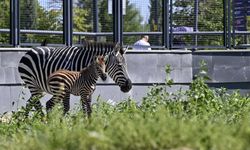 Ankara'da Doğal Yaşam Parkı'nın Yeni Sakini Yavru Zebra "Pijamalı" Adını Aldı