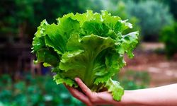 Bitki Tabanlı Protein Gıda Sektörünü Nasıl Değiştirir?