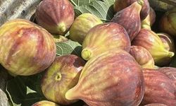 Akdeniz'in Yaş Meyve Sebze İhracatı Yüzde 54 Arttı